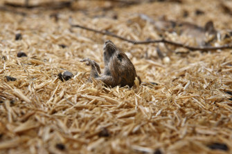 Masses of dead mice are found  around the silos and throughout the grain and hay storage sheds due to poisoning. 