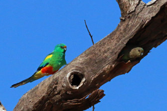 The land is habitat to birds, including this Mulga Parrot.