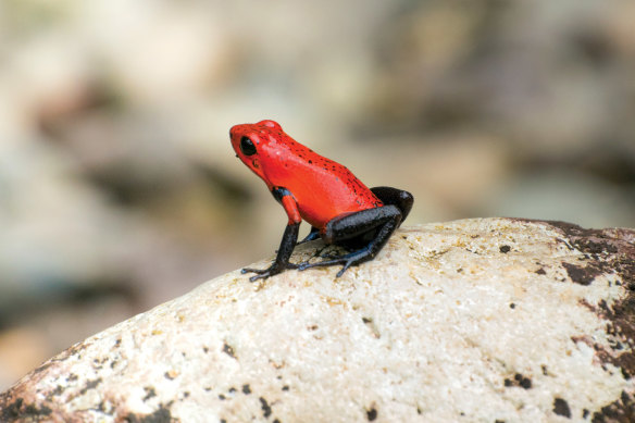 Le attrazioni naturali della Costa Rica sono eccellenti.