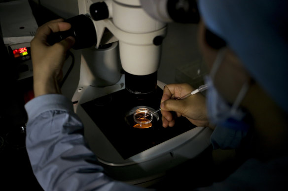 A medical staff member collects an egg on a laboratory dish for an in-vitro fertilisation procedure.