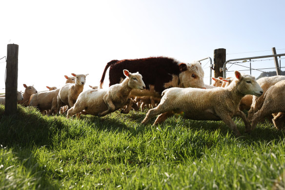 The meat and wool industry is New Zealand’s second-largest exporter.
