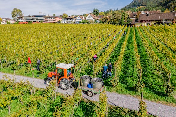Herrawingert, the Prince of Liechtenstein’s court winery.