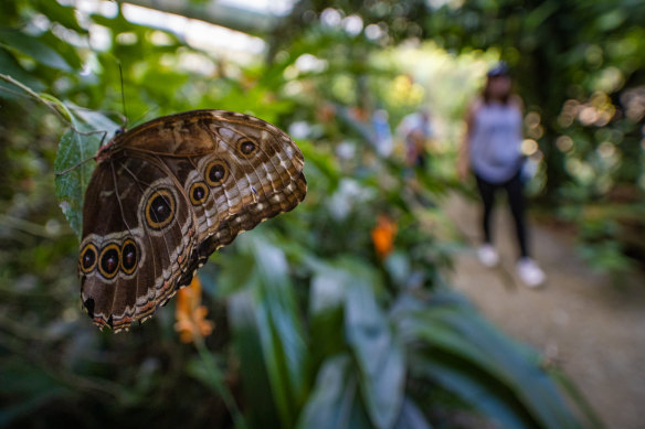 This biodiversity hotspot boasts 1105 types of butterfly.