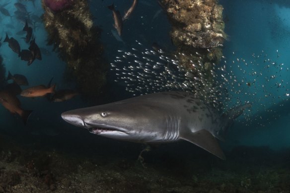 Photographer Scott Portelli won the “declining species” category of the Australian Geographic Nature Photography of the Year exhibition in 2021 for this photograph of a grey nurse shark. 