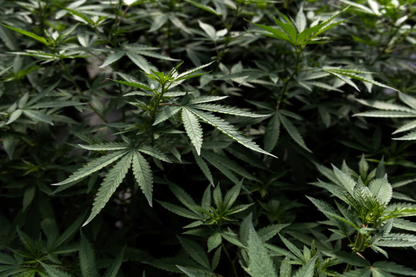 Marijuana plants grow in a greenhouse in Thailand, where recent legal changes mean it is no longer be a crime to grow and trade marijuana.