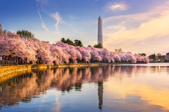 The Washington Monument projects 169 metres heavenwards from the National Mall.