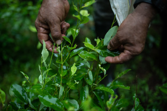 The coca leaves for making cocaine have been used for thousands of years by South America’s indigenous peoples for chewing or to make tea.
