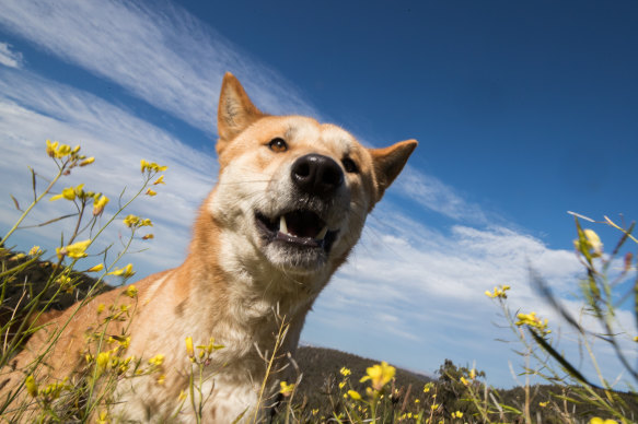 Over the years, the legal status of dingoes has become as contradictory as their temperaments, reflecting Australia’s love-hate attitude towards them.