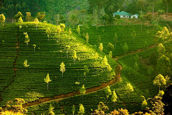Tracks established by British colonial tea planters more than two centuries ago form the  basis for the Pekoe Trail.