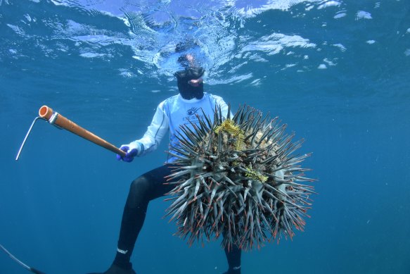 The crown-of-thorns starfish, one of the threats to the Great Barrier Reef.