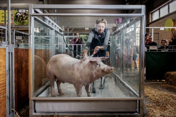 Squeaky clean: Farmhand Narkia Stanley washes a pig at the Royal Easter Show.