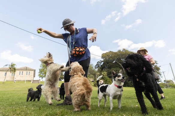 A dog walker plays with several dogs in the vast grounds of the park.