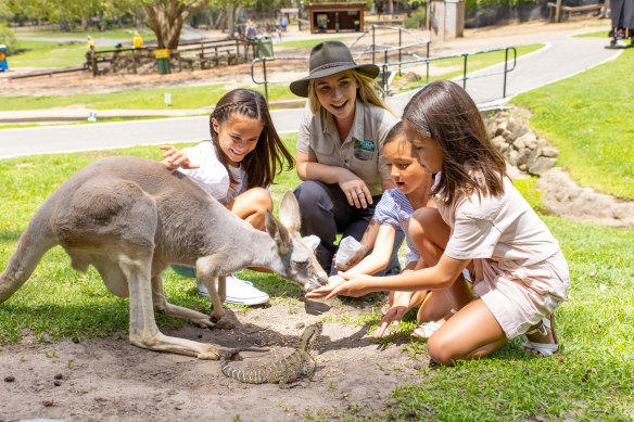 Hand-feeding kangaroos at Currumbin Wildlife Sanctuary on the Gold Coast.