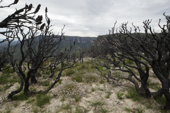 Pink flannel flowers amid burnt trees near the Golden Stairs lookout in the Blue Mountains.