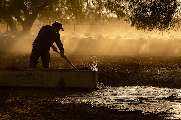 Linton Hahnel tends to his sheep on the family farm near Ouyen, Victoria, where the temperature neared 49 degrees on Tuesday.