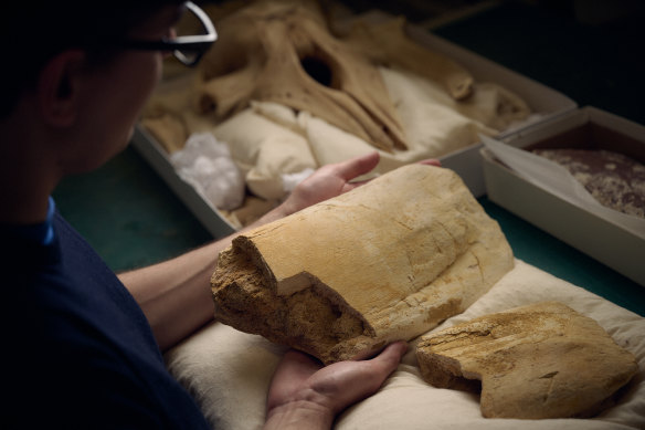 The baleen whale fossil at Museums Victoria Research Institute.