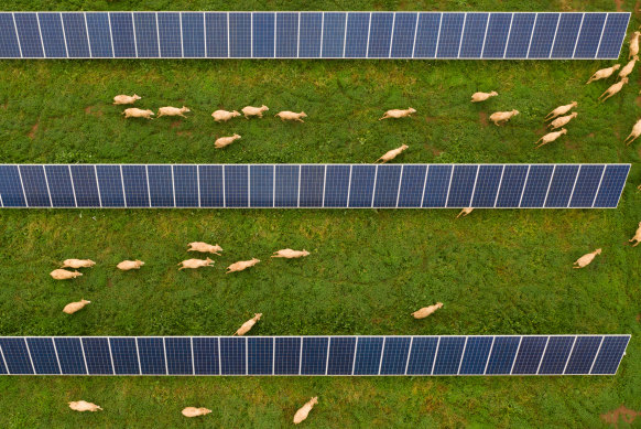 Sheep graze near a solar farm near Dubbo. The industry is facing an upturn of confidence in NSW and the rest of the nation.