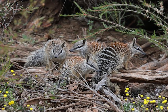 Numbats in the Dryandra woodlands of WA, which along with the Pingelly area is one of only a handful of locations the once-widespread species is still found.