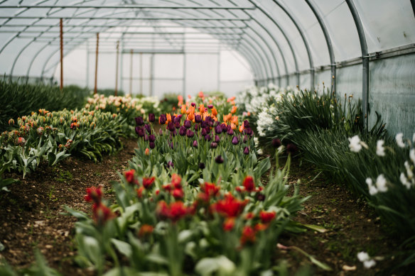 Greenhouse full of bounty.