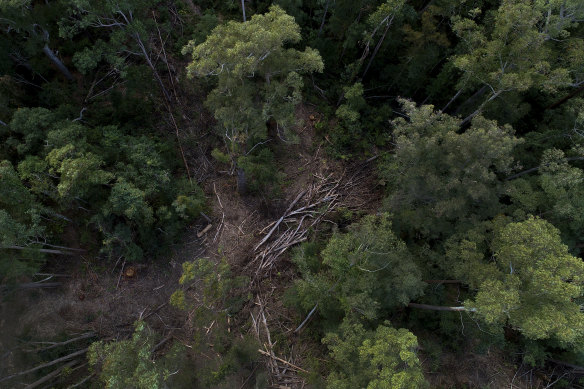A drone image showing pockets of logged woodland within the Lower Bucca State Forest, another region of northern NSW where the EPA has been at odds with Forestry Corp operations.