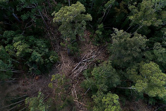 A drone image showing pockets of logged woodland within the Lower Bucca State Forest, another region of northern NSW where the EPA has been at odds with Forestry Corp operations.