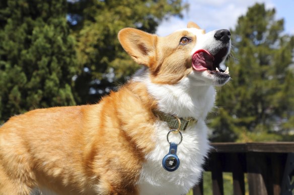 Max, wearing an Apple AirTag, won’t be easily lost.