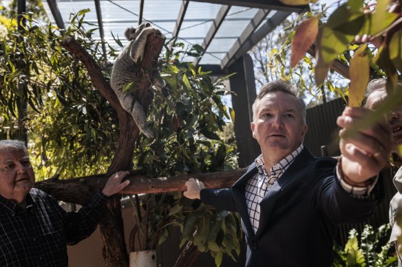 Minister for Climate Change and Energy Chris Bowen with professor Ian Chubb at Taronga Zoo for the announcement of the Independent Review into Australian Carbon Credit Units.