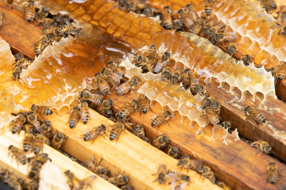 Victoria is facing a beehive shortage as beekeepers have been banned from bringing in hives or equipment from NSW due to the varroa mite outbreak.