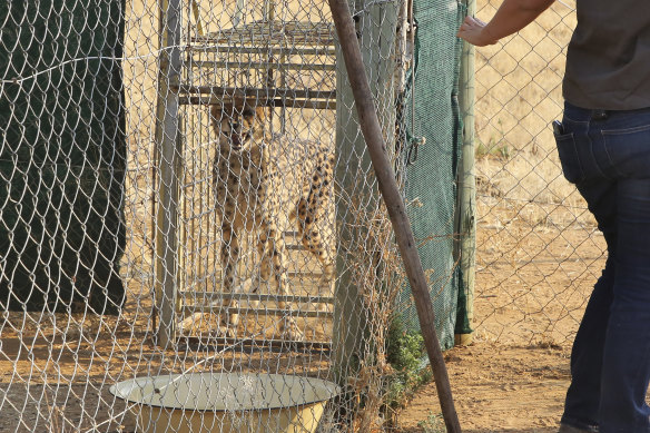 Eight cheetahs have been transported to India from Namibia.
