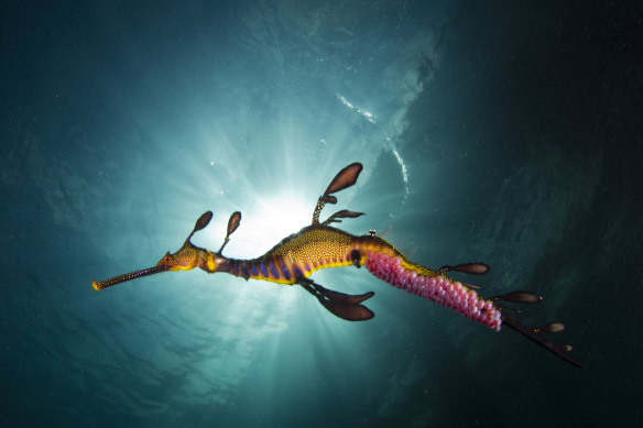 The planned demolition threatened the habitat of the endangered weedy sea dragon. 