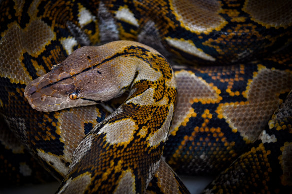 A reticulated python.