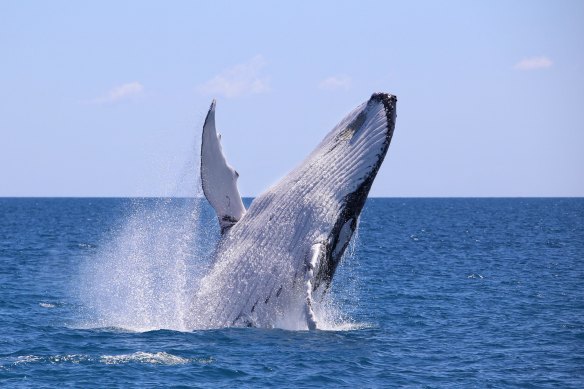 Humpback whale breaching. 