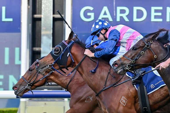 Arabian Rose finishes second to Gerringong in the Nivison.