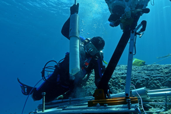 A scientist takes a core from a coral off Queensland. Flinders Reef was considered as a “golden spike” candidate because corals hold temperature and chemical data going back hundreds of years.