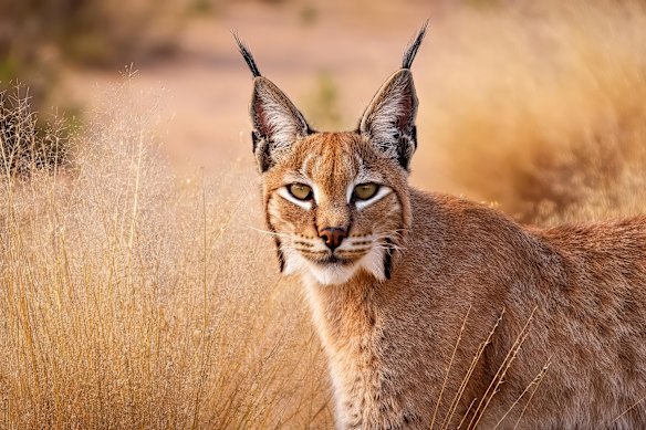 African lynx in South Africa’s Madikwe Game Reserve.  