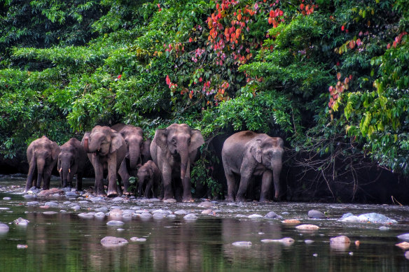 Wonders await: pygmy elephants in Borneo.