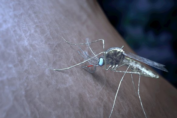Plasmodium vivax is carried by mosquitoes.