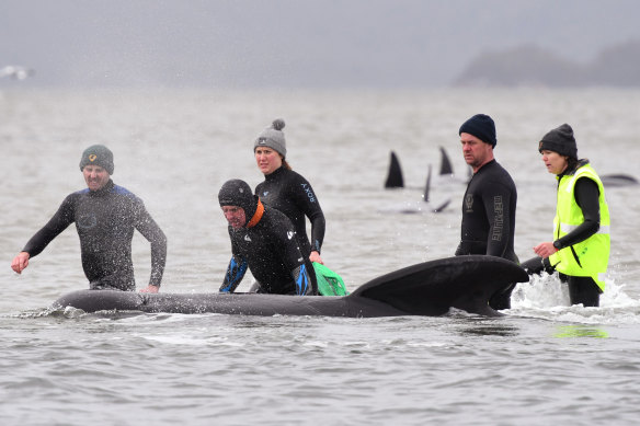 Members of a rescue crew help a stranded whale on a sand bar in Tasmania.