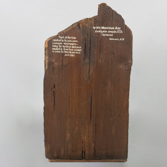 White ash (<i>Eucalyptus oreades</i> R T B), marked by Blaxland, Lawson and Wentworth, Australia, 1813