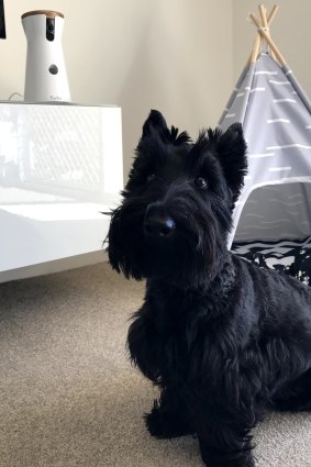 Furbo australia 2025 review