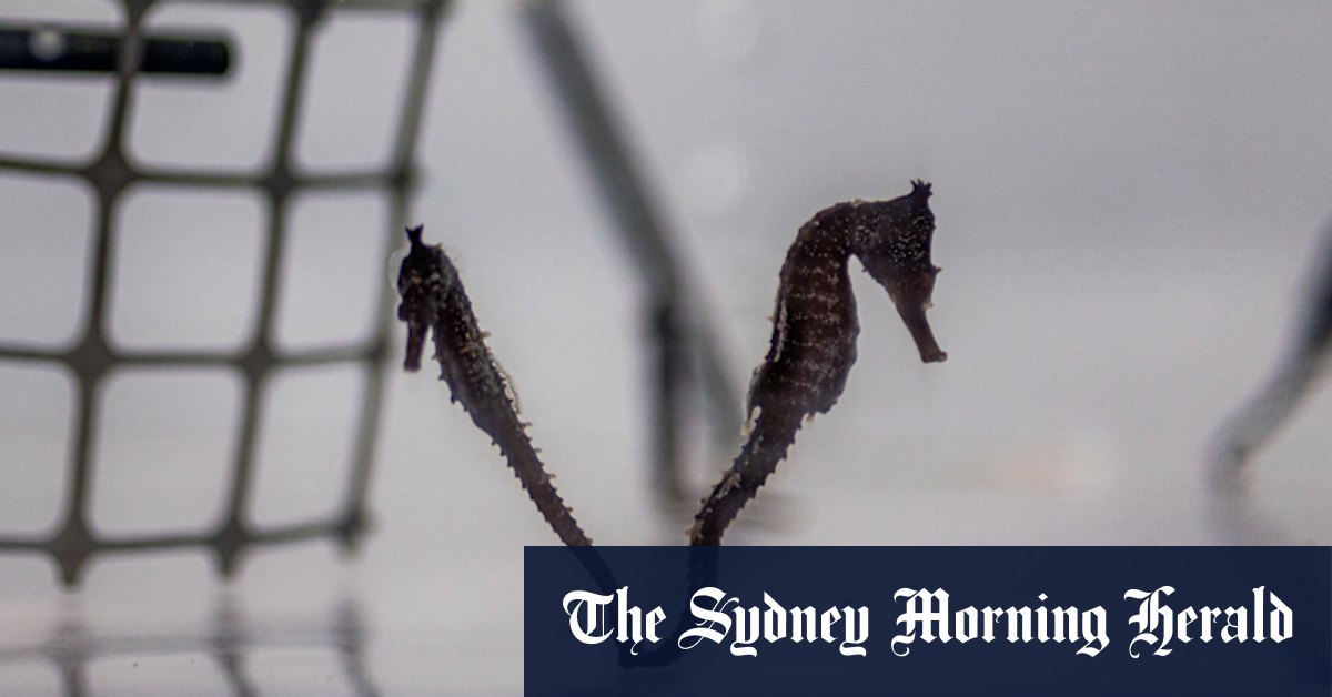 Sydney seahorses go back to their natural habitat - Vimarsana News