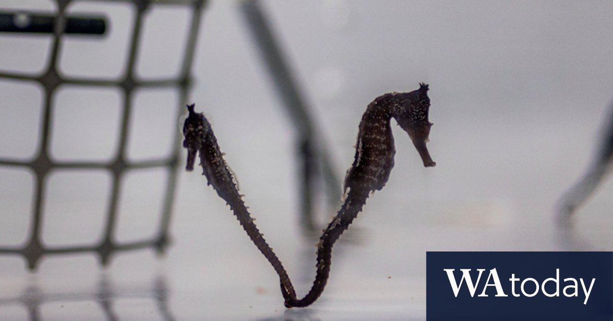 Sydney seahorses go back to their natural habitat - Vimarsana News