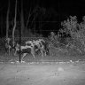 ‘Gosh they’re savvy’: It’s no porky, feral pigs are wreaking havoc across Victoria