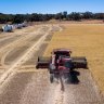 Record harvests deliver one of WA's biggest ever grain seasons