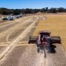 China suspends barley imports from WA grain exporter CBH