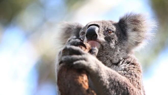 ‘Crazy mistake’ undermines historic koala chlamydia vaccine, researcher says