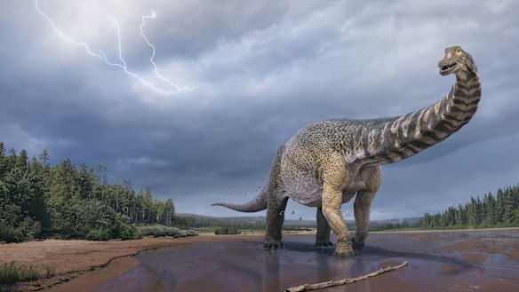 Australotitan cooperensis roamed the marshy shores of the inland sea of Australia in the late Cretaceous, 95 million years ago.