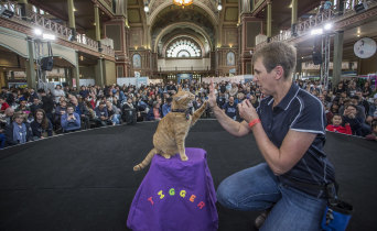 High five: Sunny the cat was the star of animal trainer Kelly Gill's Cat Lovers Show demo, showing that you can teach a cat tricks.  