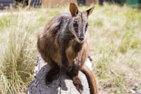 A wallaby and other native Australian animals managed to sit outside together.