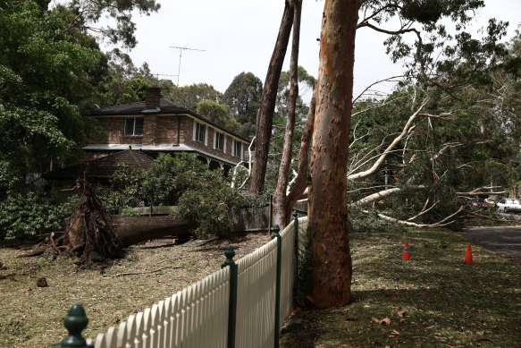 A fallen tree branch on Dumaresq Street in Gordon.